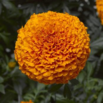 Tagetes erecta (African Marigold) - Inca II&trade; Deep Orange
