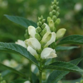 Chelone glabra - White Turtlehead