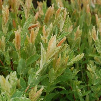 Salix integra - 'Hakuro-Nishiki' Dappled Willow