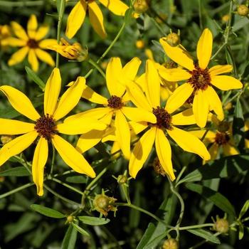Coreopsis tripteris (Tickseed) - 'Gold Standard'