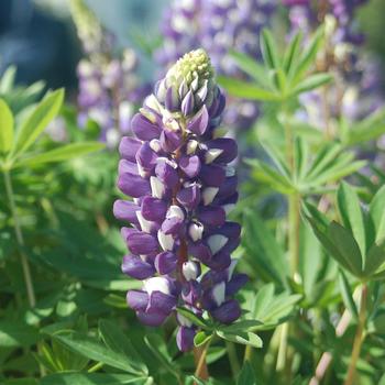 Lupinus polyphyllus - 'The Governor' Lupine
