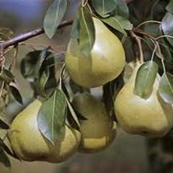 Pyrus communis - 'D'Anjou ('Beurre D'Anjou')' Pear