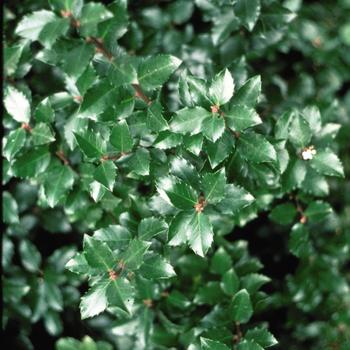 Ilex verticillata - 'Jim Dandy' Winterberry