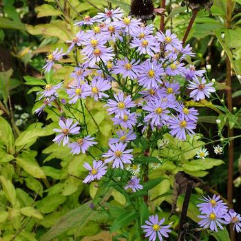 Aster laevis - Smooth Aster