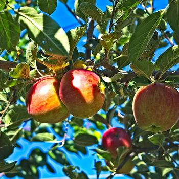 Malus - 'Northern Spy' Apple
