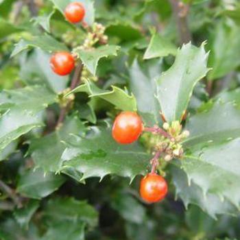 Ilex x meserveae - 'Berryific' Holly