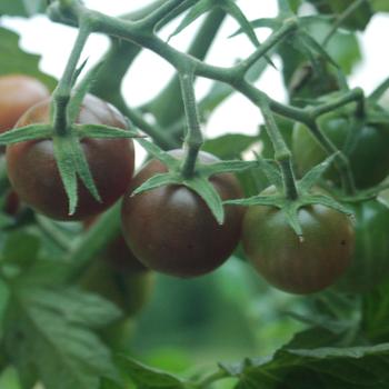 Lycopersicon esculentum - 'Black Cherry' Tomato