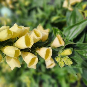 Digitalis grandiflora - 'Carillon' Dwarf Foxglove