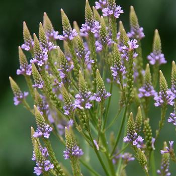 Verbena hastata - American Blue Vervain