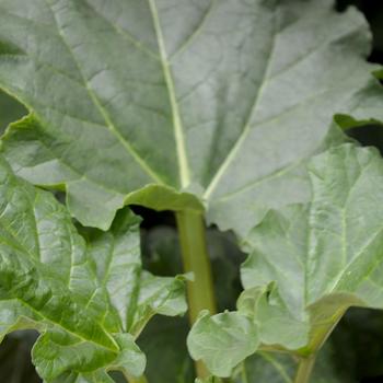 Rheum rhabarbarum - 'Victoria' Rhubarb