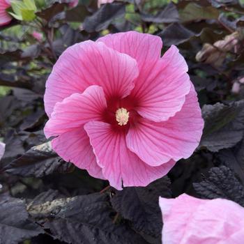 Hibiscus (Rose Mallow) - Summerific&reg; 'Edge of Night'