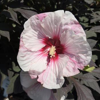 Hibiscus (Rose Mallow) - Summerific&reg; 'Perfect Storm'