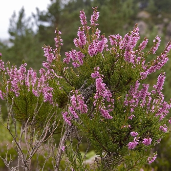 Calluna vulgaris - Heather