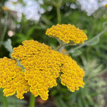 Achillea millefolium - Yarrow