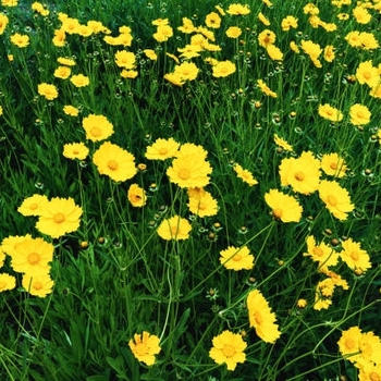 Coreopsis - Tickweed