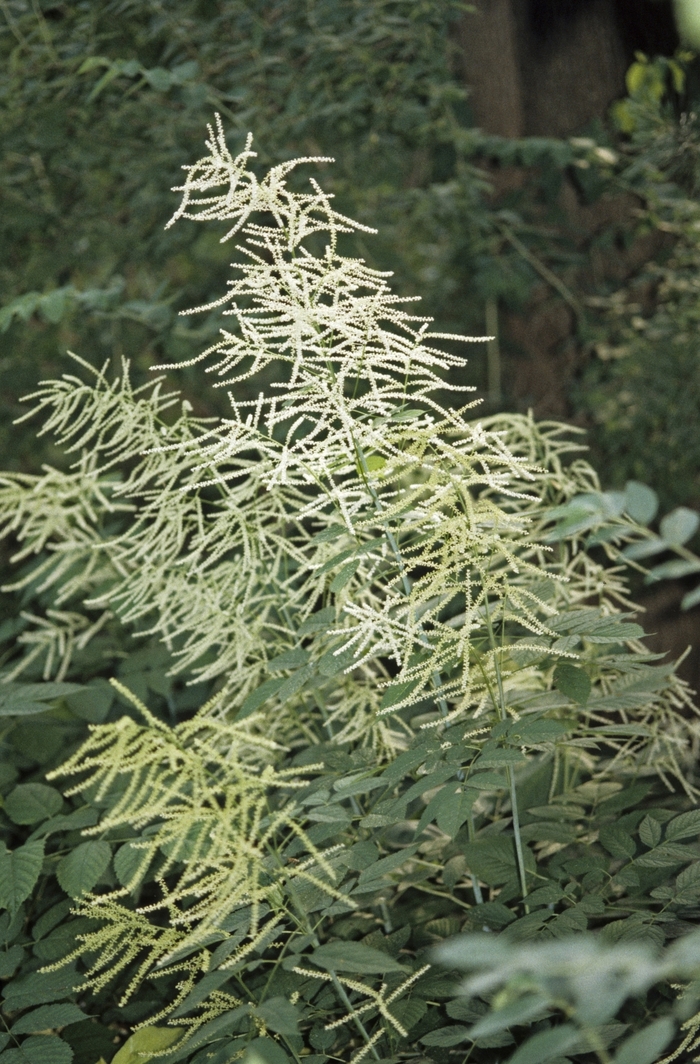 Goat's Beard - Aruncus dioicus from 5 Acres NH