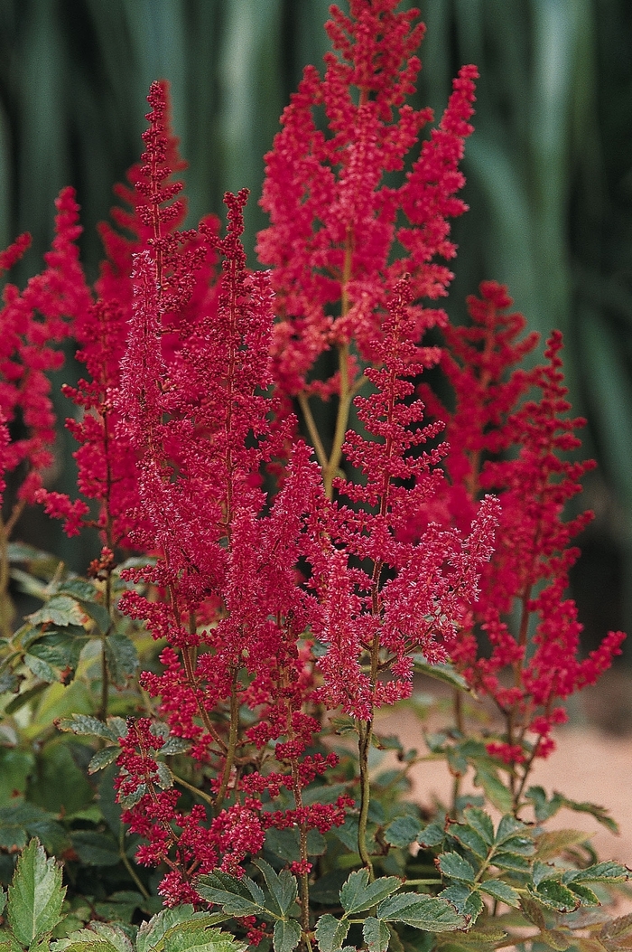 August Light - Astilbe rhizomatous from 5 Acres NH