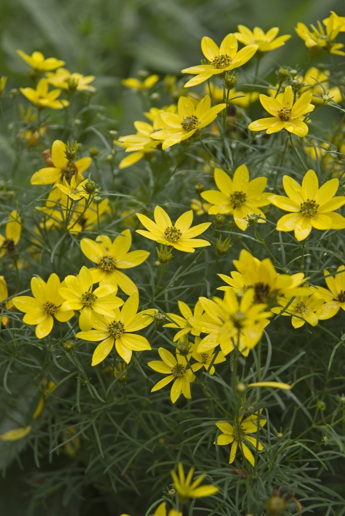 'Zagreb' Tickseed - Coreopsis verticillata from 5 Acres NH