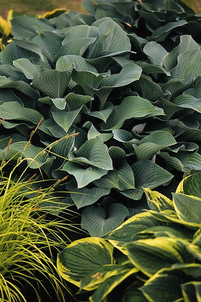 'Krossa Regal' Hosta, Plantain Lily - Hosta from 5 Acres NH