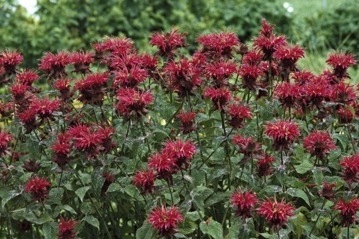 'Raspberry Wine' Bee Balm - Monarda from 5 Acres NH