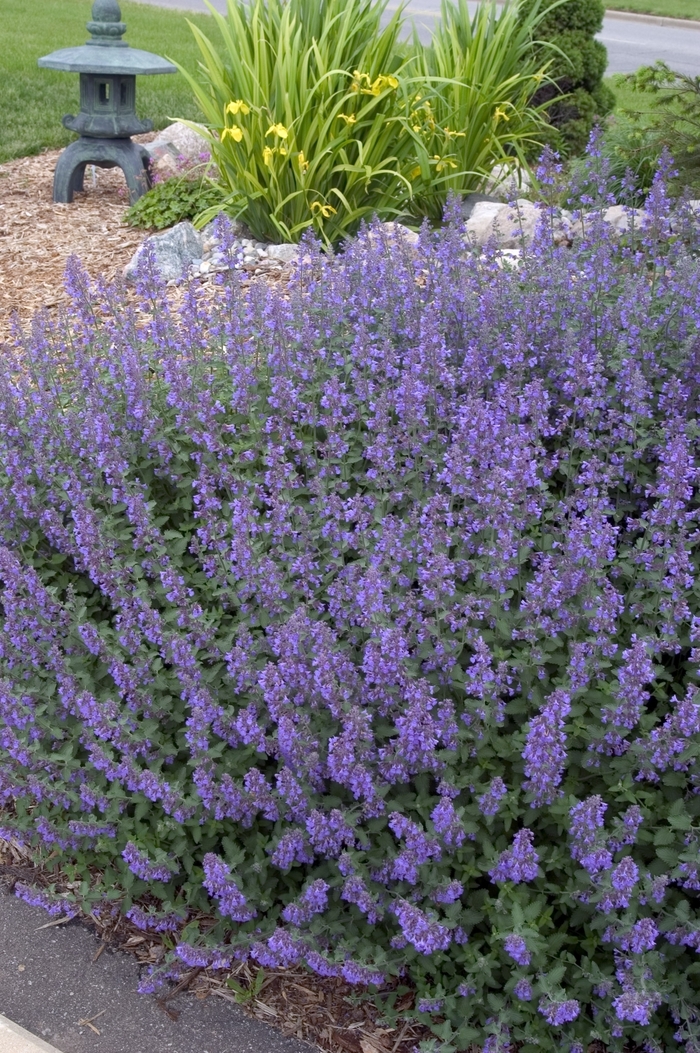 'Walker's Low' Catmint - Nepeta racemosa from 5 Acres NH