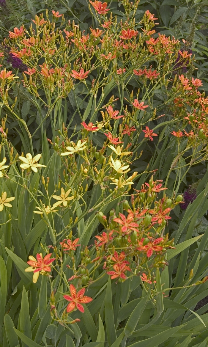 Candy Lily - Pardancanda norrisii from 5 Acres NH