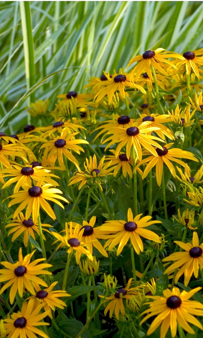 'Goldsturm' Black Eyed Susan - Rudbeckia fulgida from 5 Acres NH