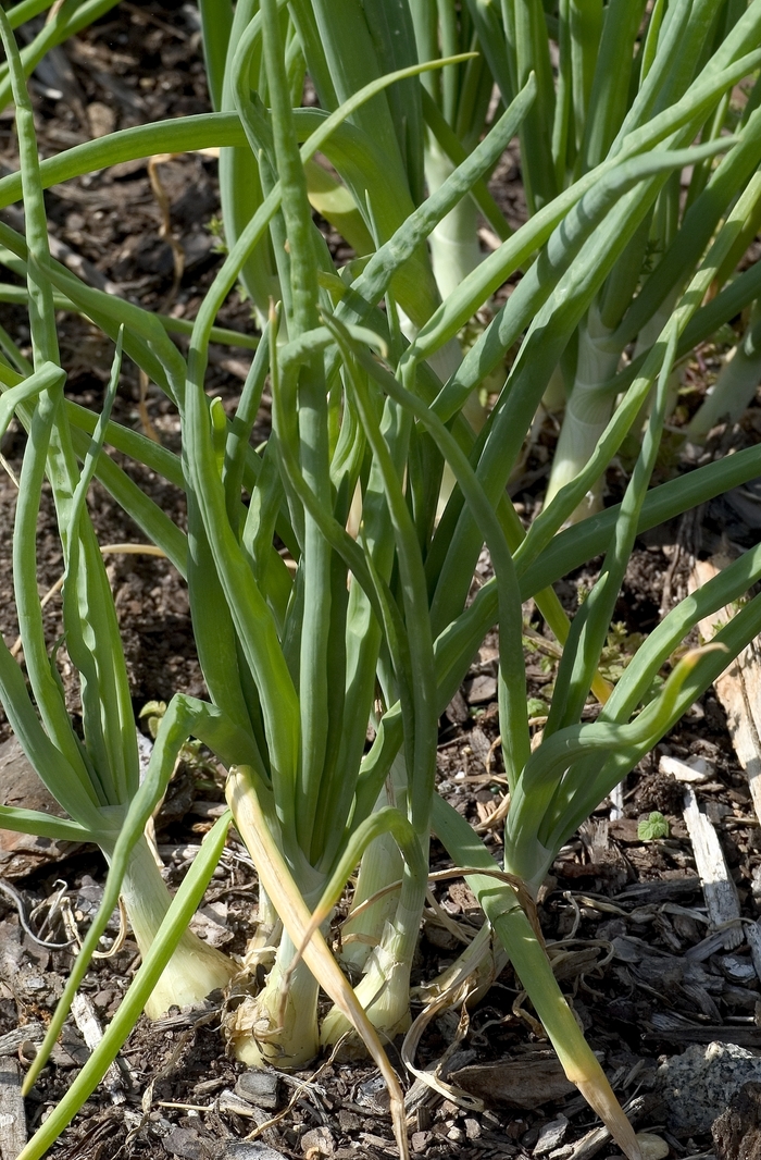 'Walla Walla' Onion - Allium cepa from 5 Acres NH