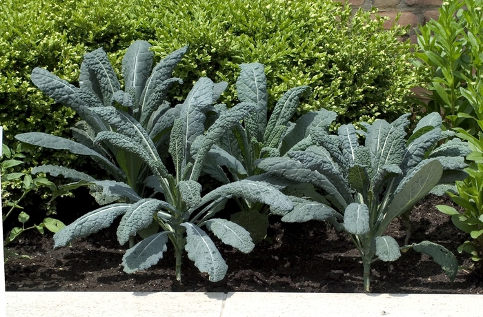 'Lacinato' Kale - Brassica oleracea from 5 Acres NH