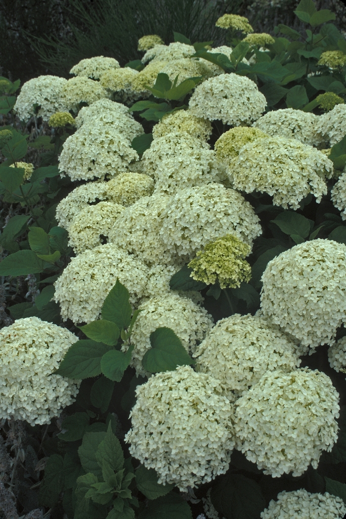 'Annabelle' - Hydrangea arborescens (Smooth Hydrangea) from 5 Acres NH