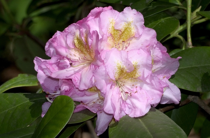 'Scintillation' - Rhododendron Dexter hybrid from 5 Acres NH