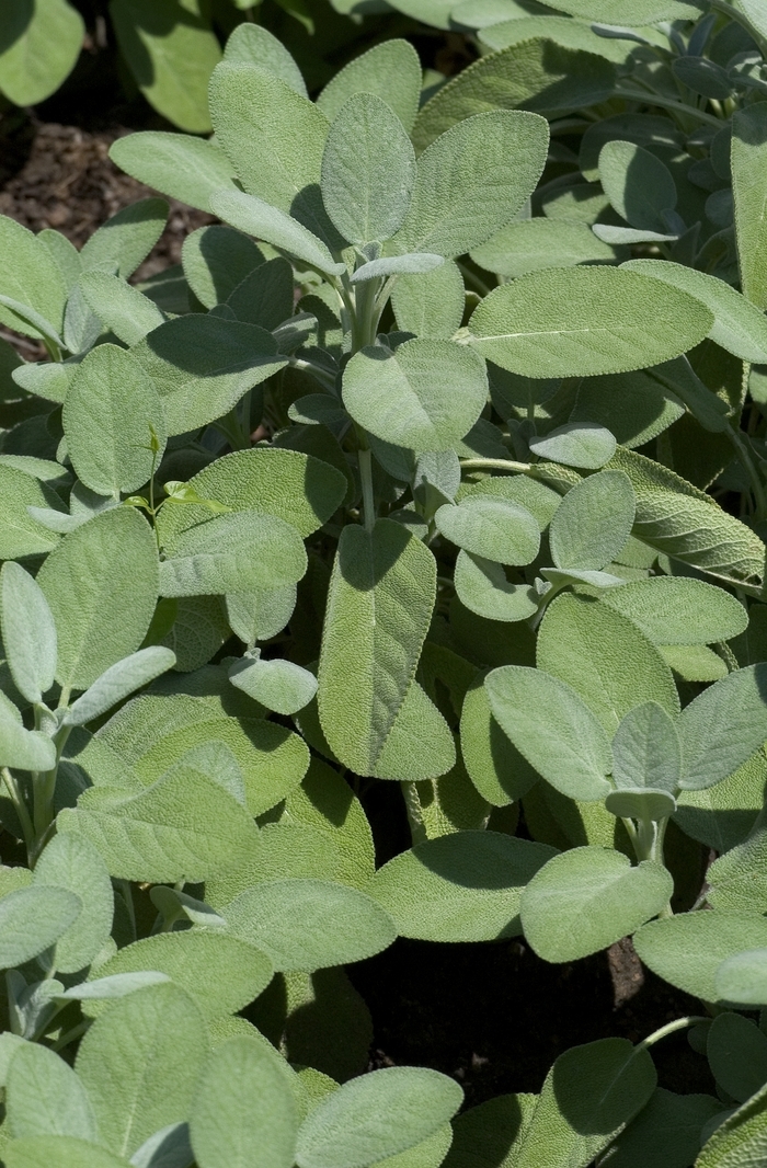 'Berggarten' Sage - Salvia officinalis from 5 Acres NH