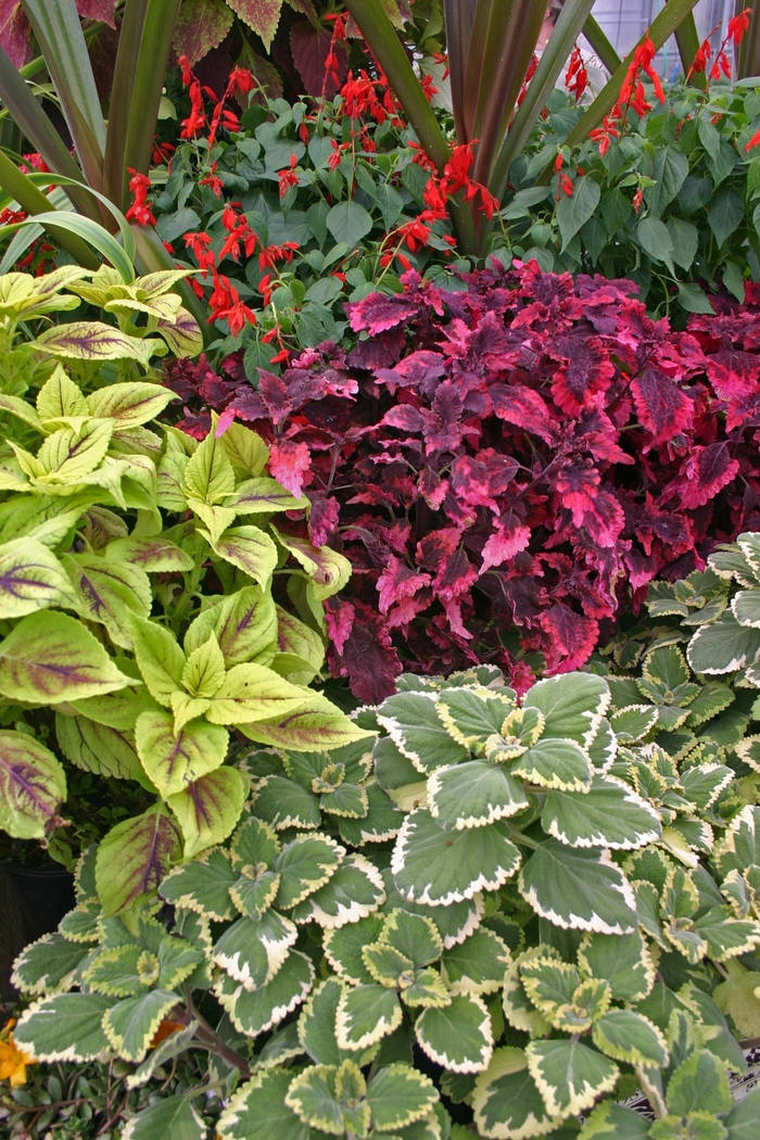 Assorted Coleus - coleus from 5 Acres NH