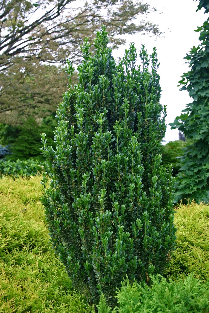 'Sky Pencil' Japanese Holly - Ilex crenata from 5 Acres NH
