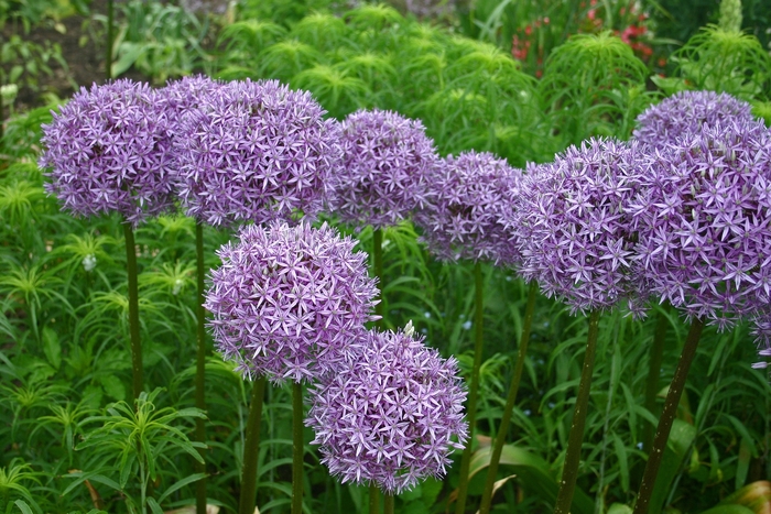'Globemaster' Ornamental Onion - Allium from 5 Acres NH