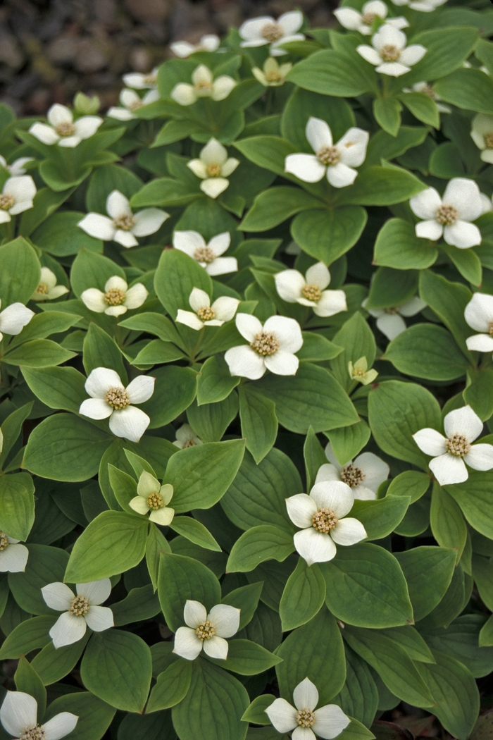 Bunchberry Dogwood - Cornus canadensis from 5 Acres NH