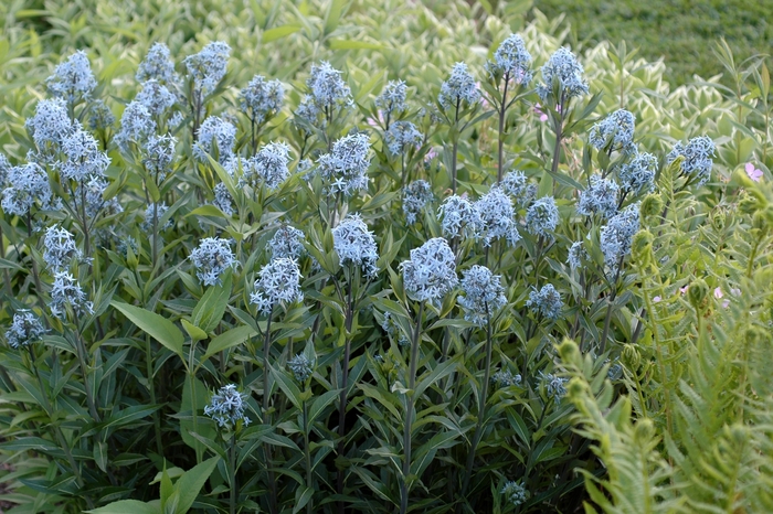 Blue Star Flower - Amsonia tabernaemontana from 5 Acres NH