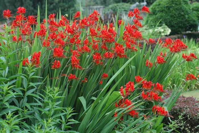 'Lucifer' Monbretia - Crocosmia aurea from 5 Acres NH