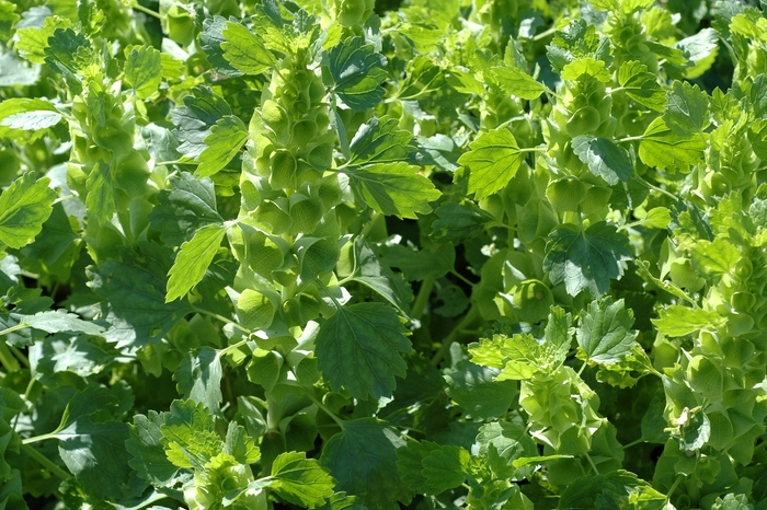 Bells of Ireland - Moluccella laevis from 5 Acres NH