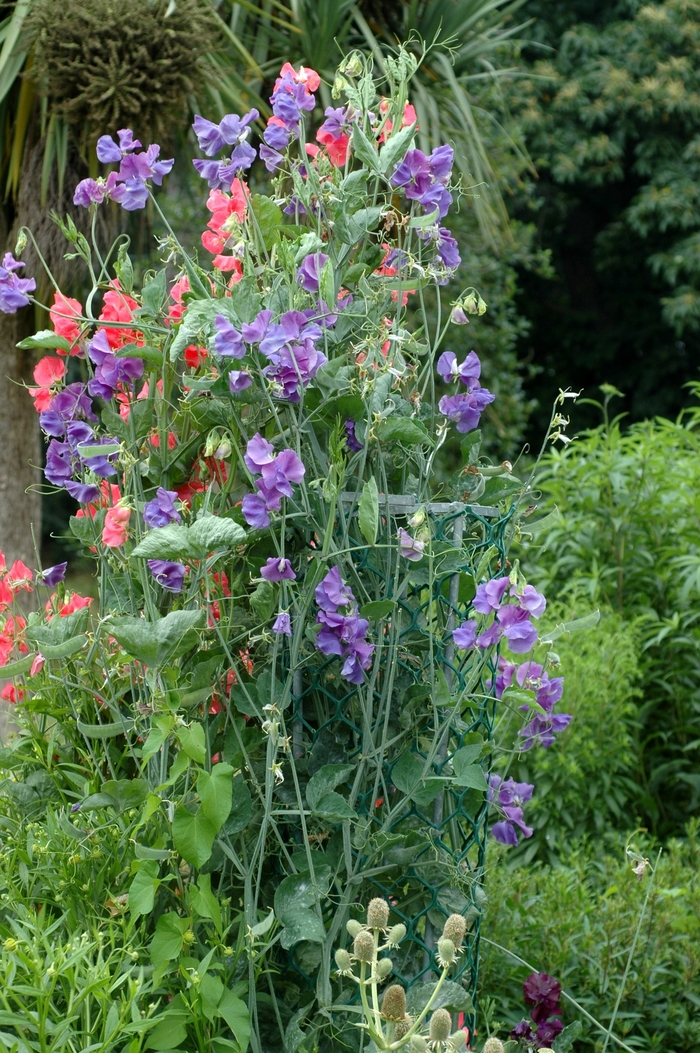 Sweet Pea - Lathyrus odoratus from 5 Acres NH