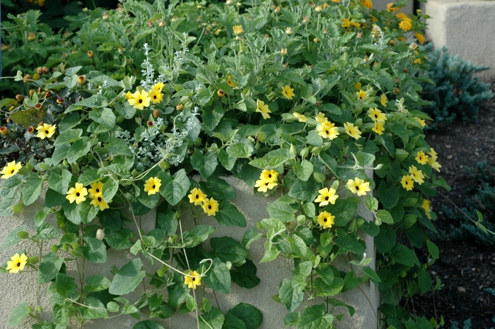 Sunny&trade; 'Lemon Star' - Thunbergia alata (Black-eyed Susan Vine) from 5 Acres NH
