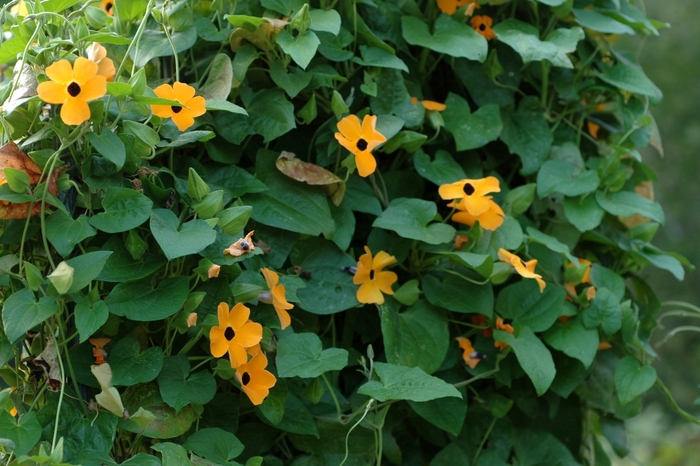 Sunny&trade; 'Orange Wonder' - Thunbergia alata (Black-eyed Susan Vine) from 5 Acres NH
