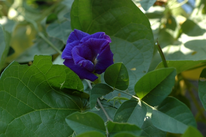 Blue Pea - Clitoria ternatea from 5 Acres NH