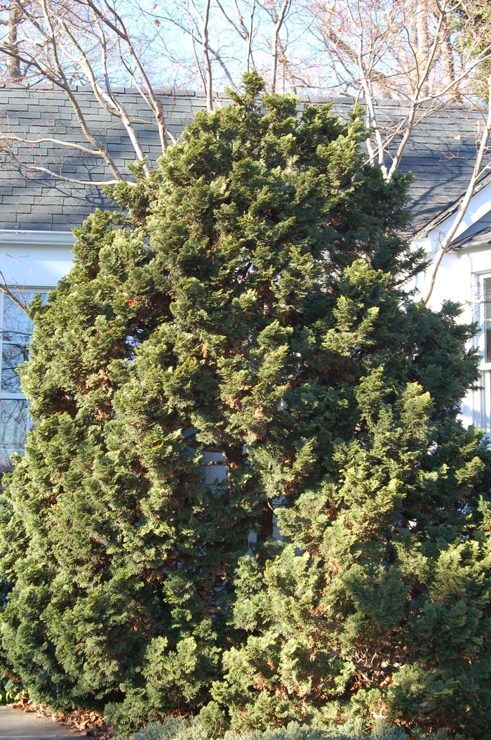 Hinoki Falsecypress - Chamaecyparis obtusa from 5 Acres NH