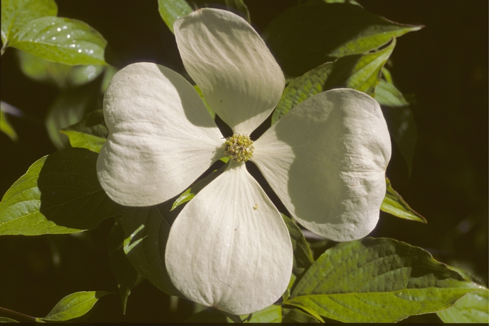 'Celestial' Dogwood - Cornus from 5 Acres NH