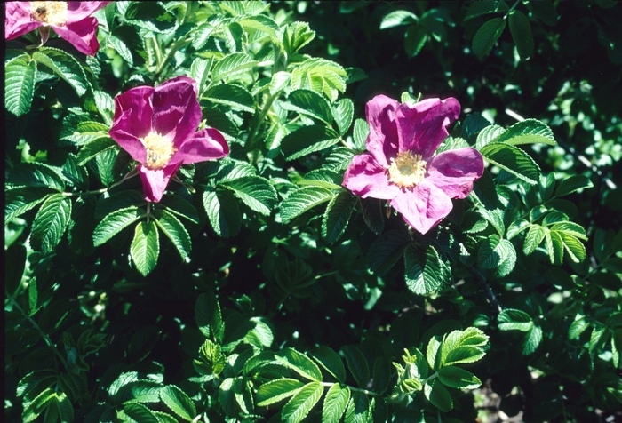 Shrub Rose - Rosa rugosa from 5 Acres NH