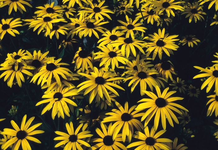 Black-eyed Susan - Rudbeckia fulgida var. deamii from 5 Acres NH