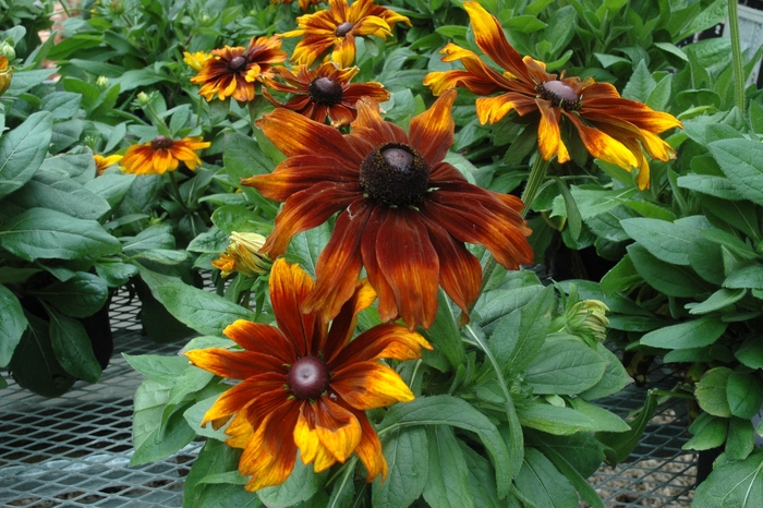 'Autumn Colors' Black-eyed Susan - Rudbeckia hirta from 5 Acres NH