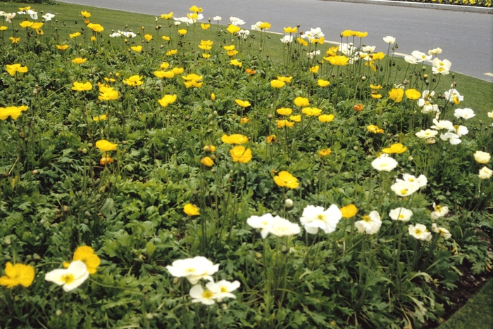 Iceland Poppy - Papaver nudicaule from 5 Acres NH