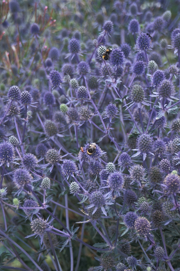Alpine Sea Holly - Eryngium alpinum from 5 Acres NH